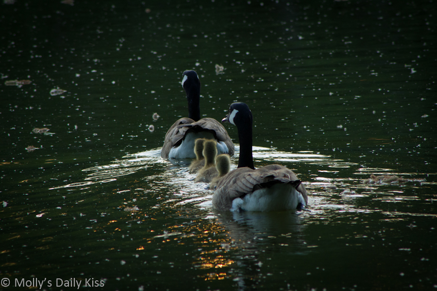 Family of geese