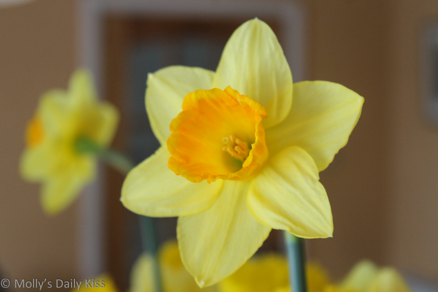 Daffodil reflected in mirror